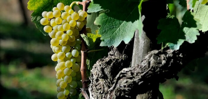 In partenza il Master della Falanghina del Sannio DOC organizzato dal Sannio Consorzio Tutela Vini