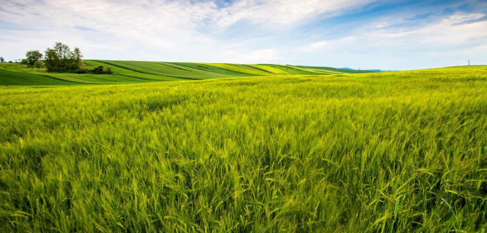 Master in Diritto dei Mercati Agroalimentari all’Università di Torino: una formazione giuridica specialistica per un settore in evoluzione