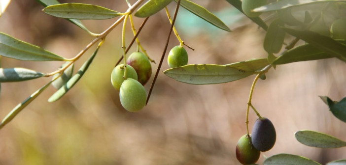 Borse di studio per la formazione di Manager dell’olio