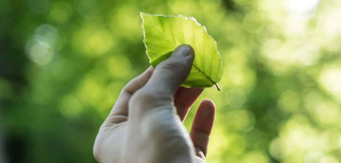 Debutta l’International Program in Sustainability – Minor in Sustainability: Iscrizioni aperte fino al 4 Settembre all’Università di Parma