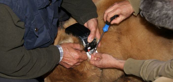Gestione, conservazione, monitoraggio e cura della fauna selvatica e coesistenza con l’uomo: master dell’Ateneo di Udine