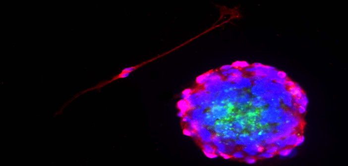 Al via all’Università di Pavia il Master di II livello in “Microscopia e Metodologie Analitiche Correlate”
