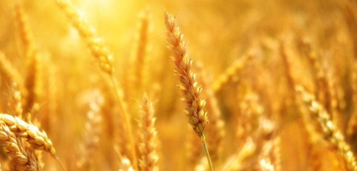L’ANSA racconta il Master in Innovazione e Sostenibilità nel settore agroindustriale dell’Unical